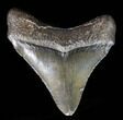 Juvenile Megalodon Tooth - South Carolina #39948-1